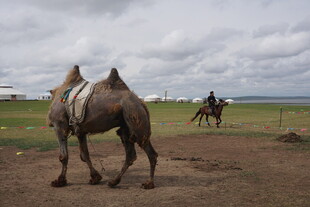 草原上的骆驼与骑手