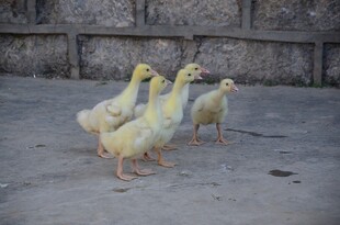 一群小鸭子在地面行走