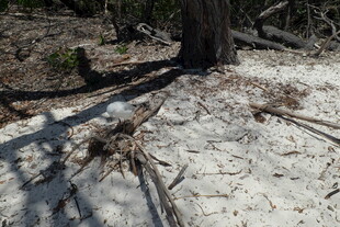 树下沙地散落的枯枝