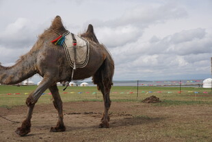 草原上行走的单峰骆驼