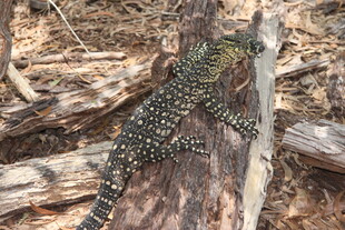 岩石上的斑点蜥蜴