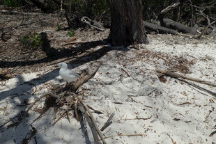树根裸露于沙地景象