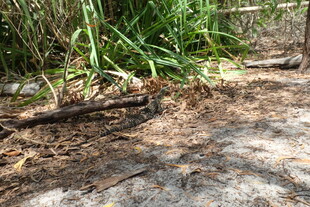地面上的枯枝与绿色植物