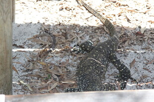 雪中持杖行走的孤独身影