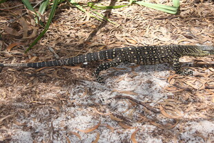 地面上的黑色蜥蜴