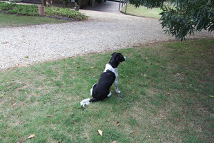 黑白狗坐草地望向远方