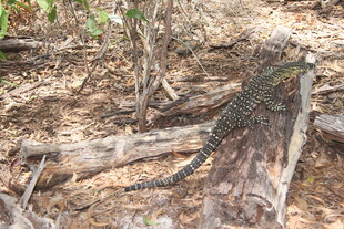 野外林中的一只斑点蜥蜴