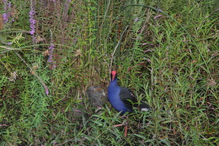 草丛中的蓝色鸟儿