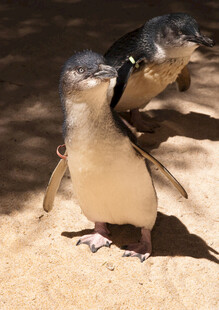 两只小企鹅站在沙地上