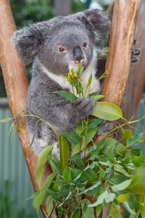树上的考拉进食嫩绿枝叶