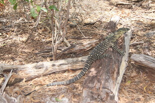 野外树干旁的蜥蜴
