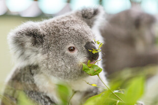 可爱考拉进食瞬间