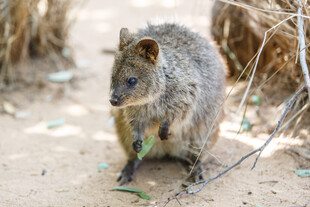 沙地中的小型啮齿动物