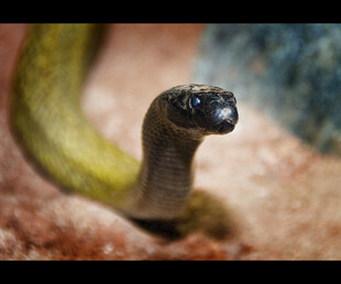 洞穴中探出头的神秘蛇类