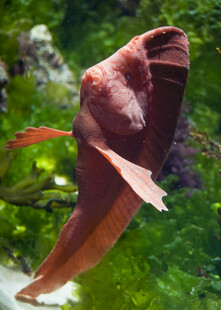 红色观赏鱼在水中游动