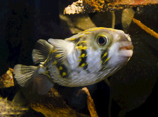 可爱斑点河豚特写