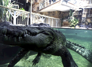 水中的黑色鳄鱼