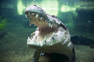 张嘴的凶猛鳄鱼