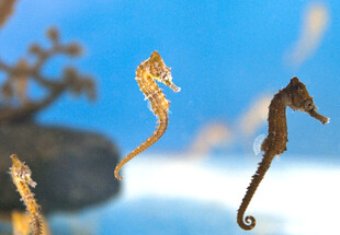 水中灵动的海马