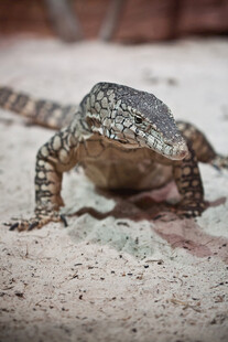 沙漠中的蜥蜴特写