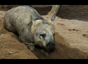 趴在地上的袋熊