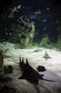 海底世界中的神秘鱼类