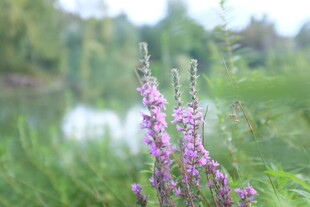 湖畔绽放的紫色花卉