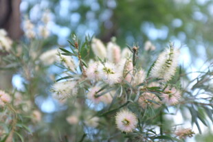 白色花朵绽放枝头