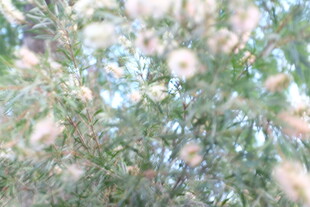 枝叶繁茂的植物景观