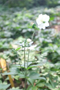 一枝独秀的白色小花