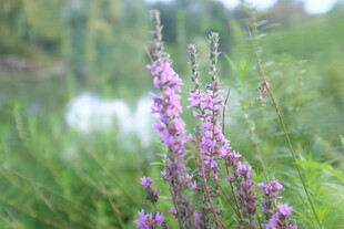 湖畔绽放的紫色野花