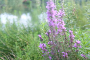 溪边绽放的紫色野花