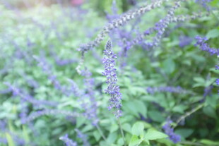 紫色花卉绽放绿意间