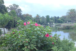 河畔绽放的艳丽花朵