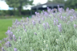 紫色薰衣草花田美景