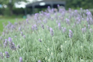 紫色薰衣草花田美景
