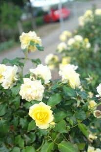 路边绽放的黄白月季花