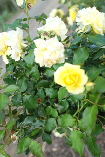 黄白月季花绽放