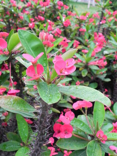 娇艳粉色花朵绿植绽放