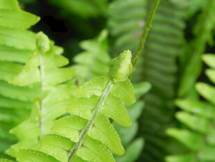 翠绿蕨类叶片特写