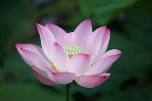 绽放的粉色娇艳荷花