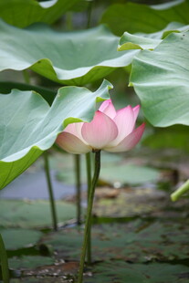 粉色荷花绽放于荷叶间