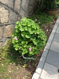 墙边绿植绽放粉色小花