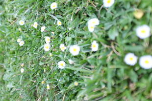 草地上的白色小花绽放