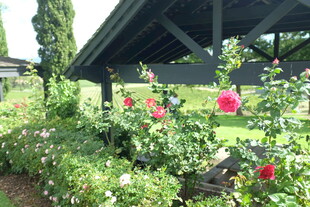 花园中的多彩花卉景观