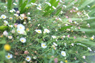 春日烂漫小花丛