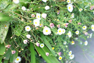 清新小白菊绽放绿意间