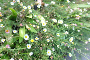 草地上的多彩小花