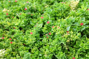 翠绿植物间点缀红色果实