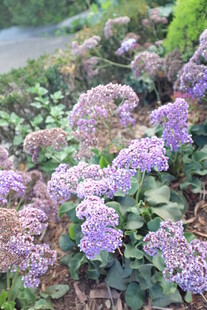 紫色绣球花绽放于绿植间